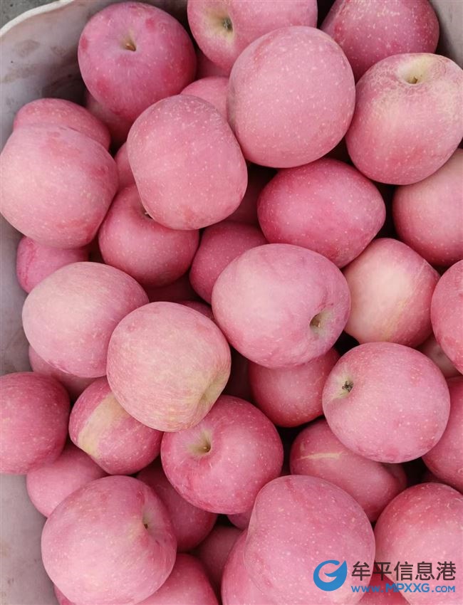 自己家种的苹果现摘