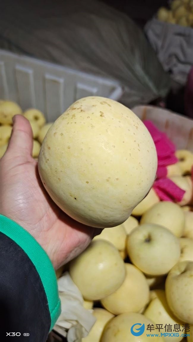 妈妈家富士糖心白果，自己到果园采摘