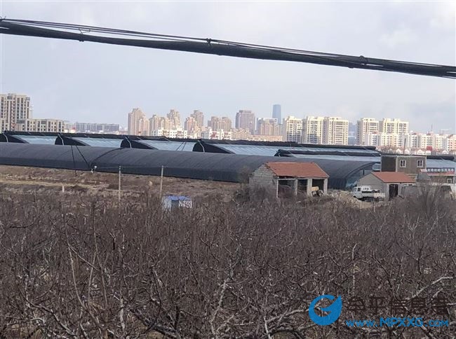 牟平区南塂玲玲家庭农场蔬菜采摘