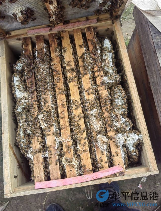 出售蜜蜂，蜂蜜，合作养蜂