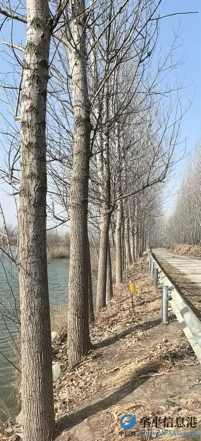 烟台牟平收树，清地一条龙设备齐全